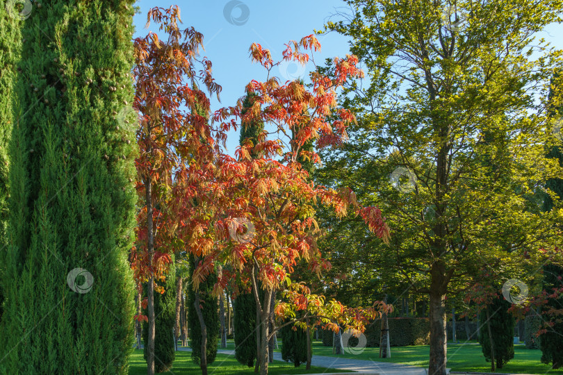 Скачать Кислое дерево (Oxydendrum arboreum) с красными листьями и желтыми семенами и Cupressus sempervirens или средиземноморский кипарис. В городском парке Краснодара или парке Галицкого осенью 2023 года фотосток Ozero