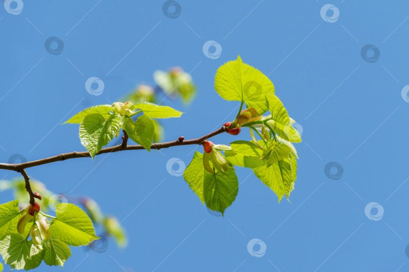 Скачать Ярко-зеленые листья липы Tilia caucasica на фоне голубого неба. Естественная концепция весны, начала новой жизни. Избирательный фокус. фотосток Ozero