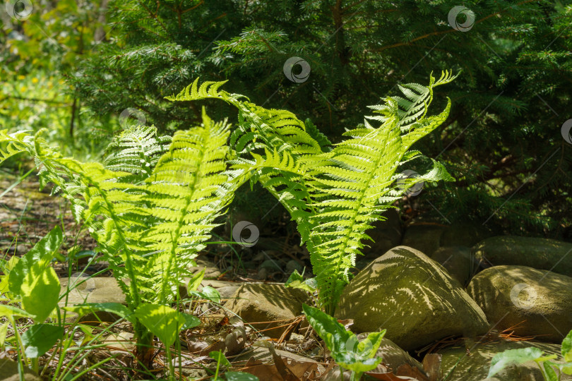 Скачать Зеленые молодые побеги Matteuccia struthiopteris (страусиный папоротник, папоротник-скрипач или папоротник-волан) на фоне садового пруда с камнями. Весенняя тема пробуждения природы. Избирательный фокус. фотосток Ozero