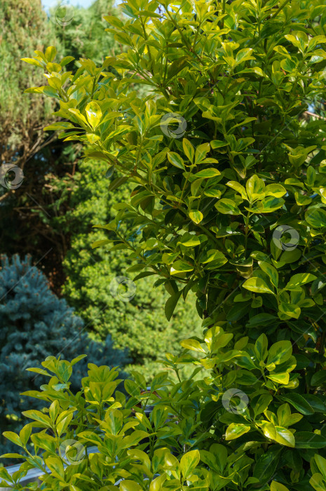 Скачать Euonymus japonicus Aureo-Marginata с пестрыми зелено-желтыми листьями на размытом зеленом фоне. Элегантный фон для естественного дизайна. Выборочный мягкий фокус, место для текста. фотосток Ozero