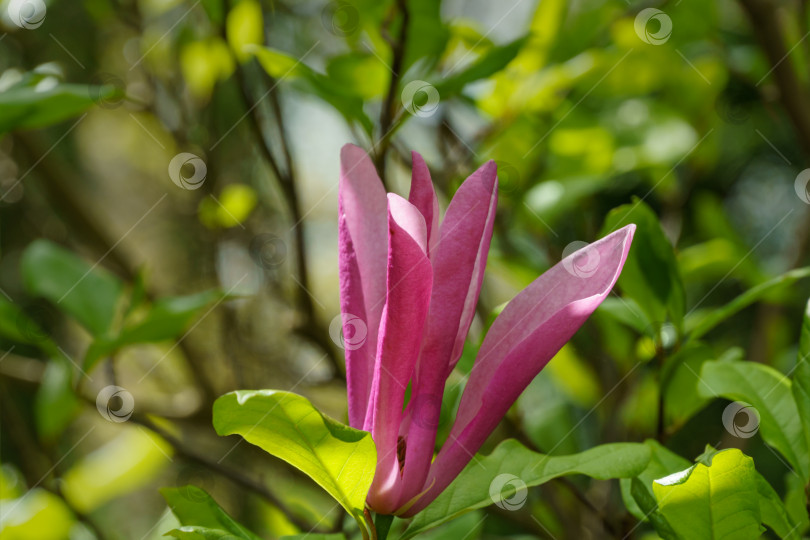 Скачать Крупный розовый цветок магнолии Сьюзен (Magnolia liliiflora x Magnolia stellata) в ясный солнечный день. Выборочный фокус. Природная концепция дизайна фотосток Ozero