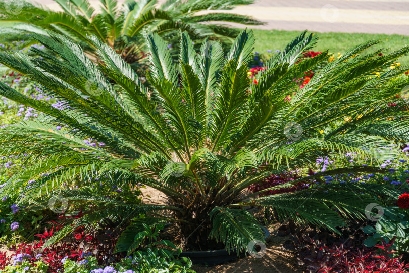 Скачать Пальма Cycas revoluta на Курортном бульваре в Кисловодске. Курортный бульвар - центральная пешеходная улица города-курорта Кисловодск. фотосток Ozero