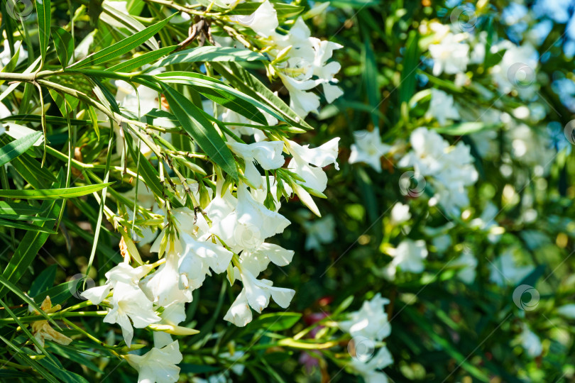 Скачать Крупным планом белые цветы олеандра (Nerium Oleander). Нериум в цвету с зелеными листьями на ветвях фотосток Ozero