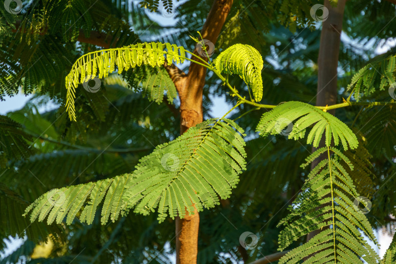 Скачать Крупный план дерева Delonix regia (яркое или королевское дерево Пуансиана) со свежими листьями в зеркальном лабиринте. Редкое дерево растет в общественном городском парке Краснодара или "Галицкий". фотосток Ozero