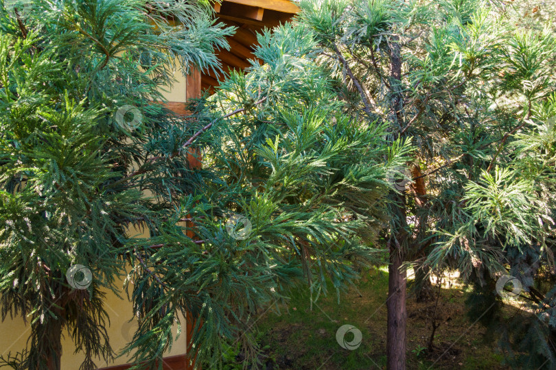 Скачать Японская сосна Суги (Cryptomeria Japonica) или купрессус японский. Японский кедр или секвойя растет в японском саду общественного ландшафтного парка Краснодара или в Галицком парке. фотосток Ozero