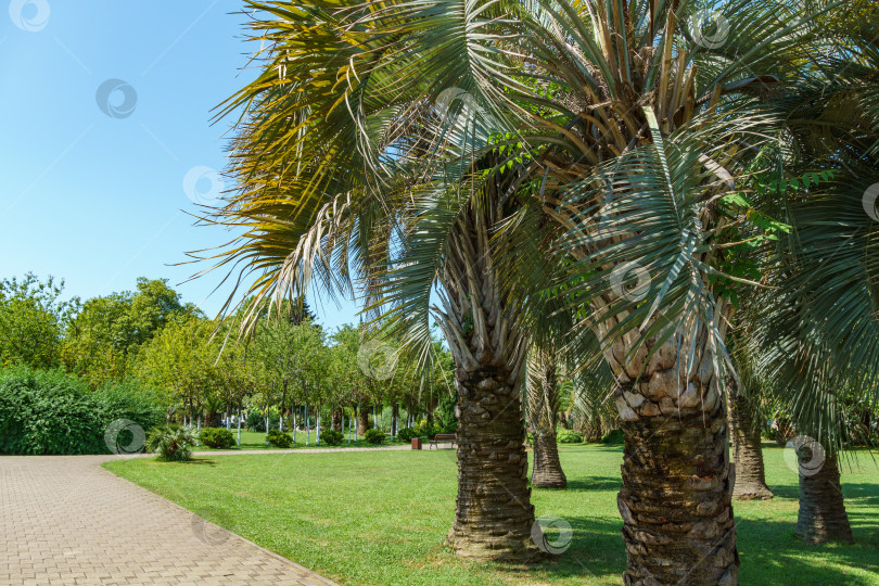 Скачать Красивая пальма Butia capitata, широко известная как желейная пальма в Сочи парке. Пальма с роскошными бирюзовыми листьями фотосток Ozero