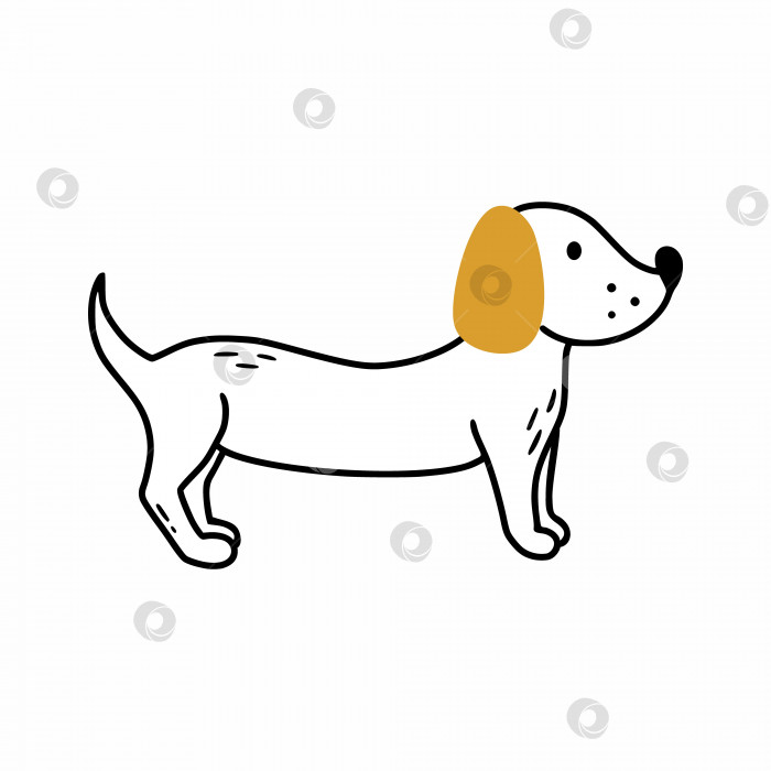 Скачать Симпатичная такса, нарисованная в стиле рисованной от руки. Собака на белом фоне. фотосток Ozero