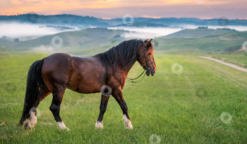 Скачать Лошадь в поле на фоне холмов в мягком вечернем свете. фотосток Ozero