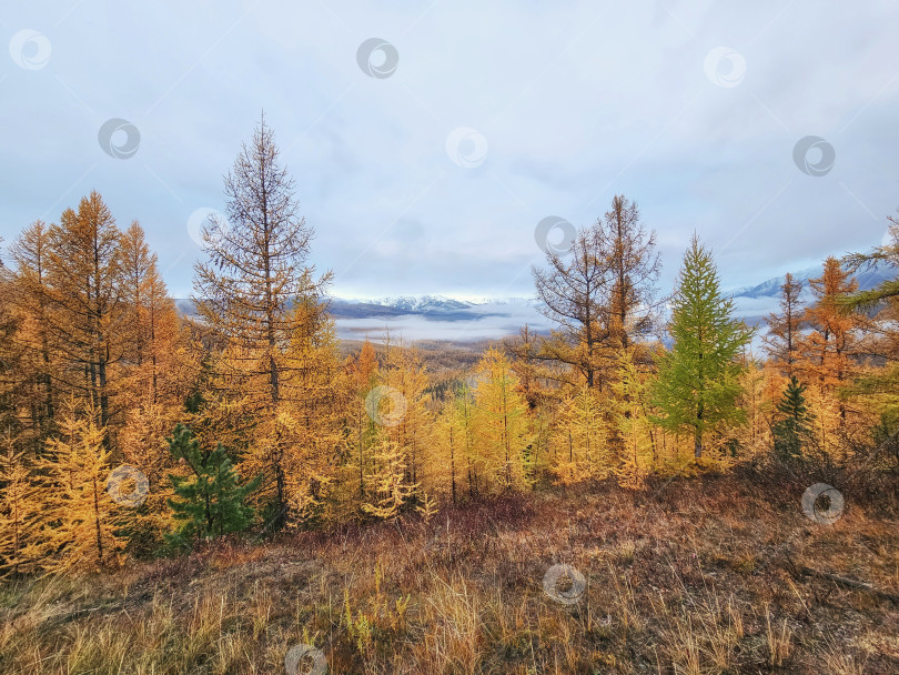 Скачать Осенний лес. Горный склон с желтыми лиственницами. Впечатляющий вид на туманные горы. фотосток Ozero