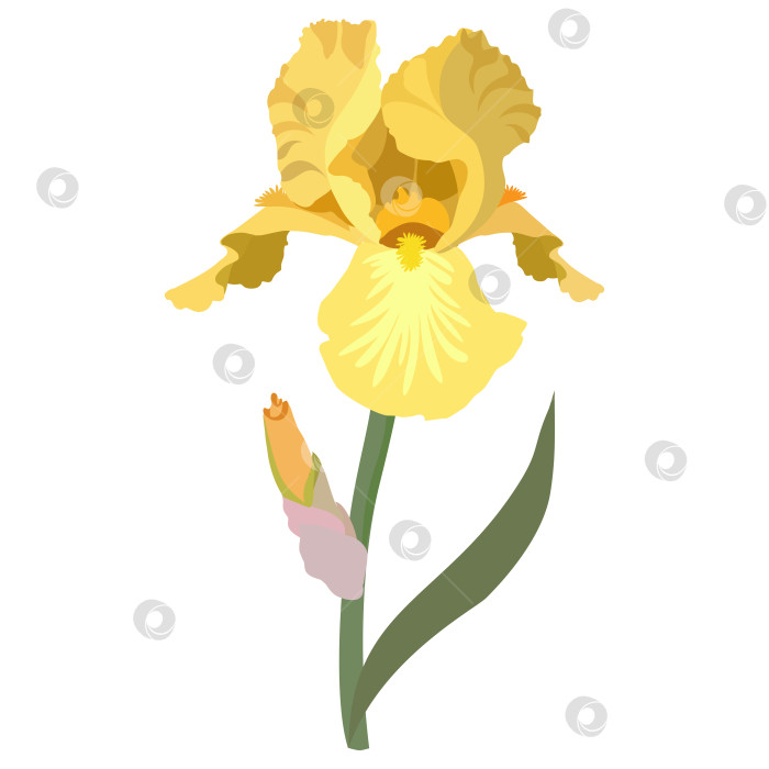 Скачать Цветок желтого ириса. Бутон, листья, стебель. Векторная иллюстрация фотосток Ozero