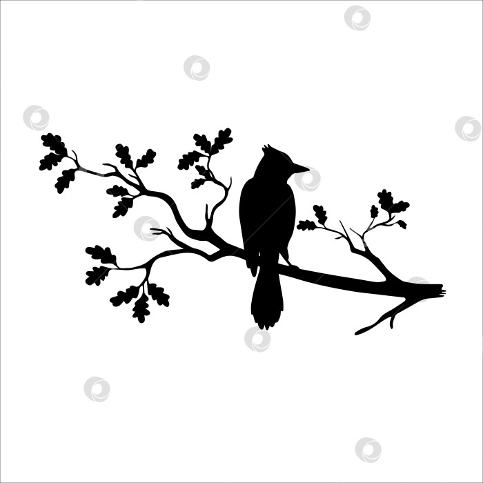 Скачать силуэт птицы выделен на белом фоне. Декоративная птица, сидящая на ветке дерева. фотосток Ozero