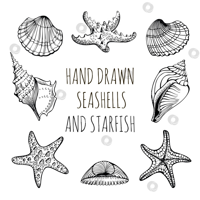 Скачать Набор векторов: Ракушки, морские звезды, морские обитатели. Нарисованный от руки эскиз фотосток Ozero