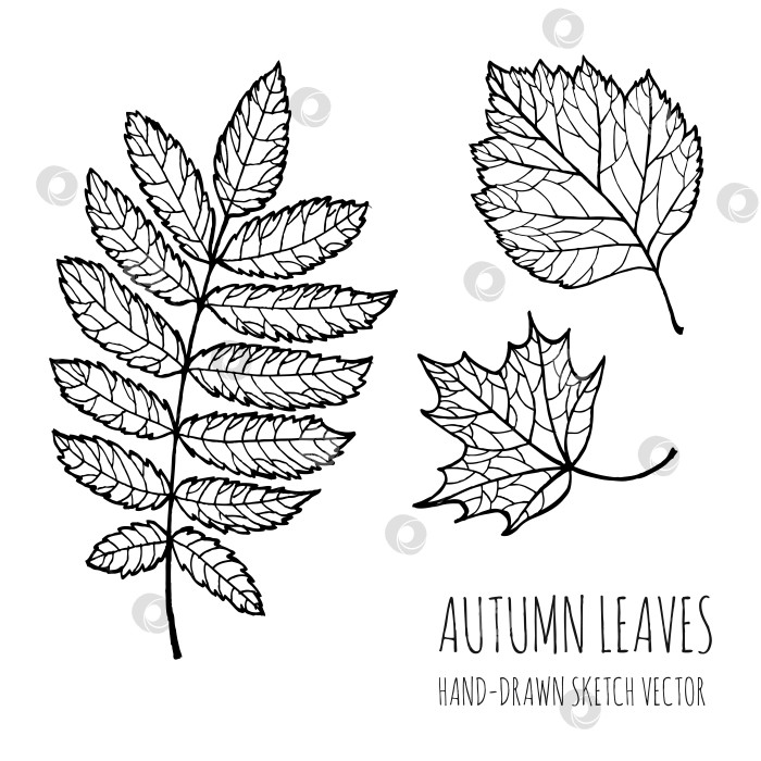 Скачать Осенние листья. Липа, рябина. Векторная иллюстрация с нарисованными от руки каракулями. фотосток Ozero