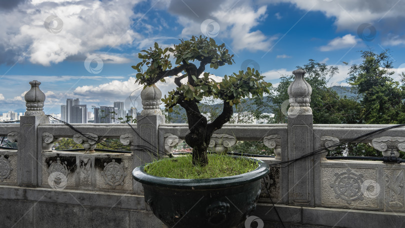 Скачать На смотровой площадке растет карликовое дерево бонсай с изогнутыми ветвями фотосток Ozero