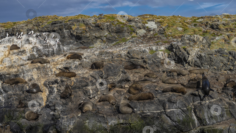 Скачать Группа морских львов отдыхает, лежа на склоне скалистого островка фотосток Ozero