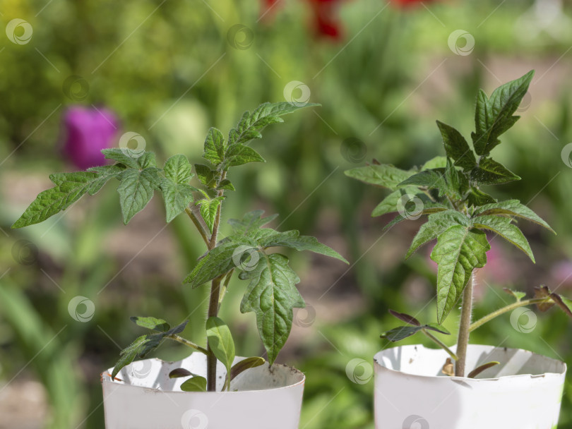 Скачать Рассада томатов в стаканчиках на открытом воздухе в саду. Выращивание натуральных продуктов питания фотосток Ozero