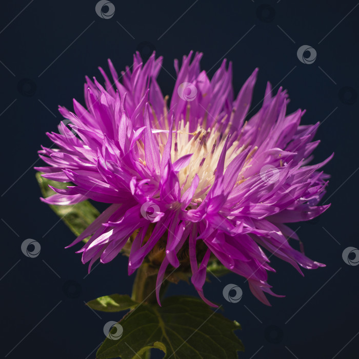 Скачать Фиолетовый цветок василька, освещенный солнечным светом, растет на открытом воздухе, макро. Цветок, персидский василек, на темно-синем фоне фотосток Ozero