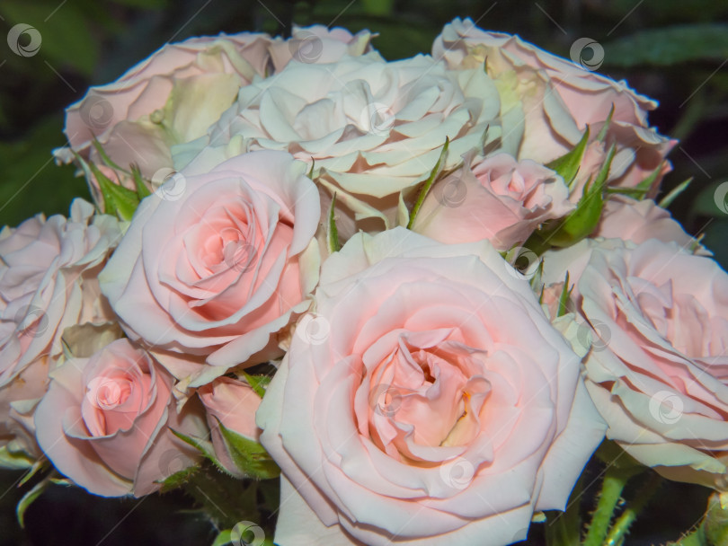 Скачать Крупный план букета розово-кремовых роз в саду. Красивые нежные весенние цветы розовые розы распускаются в саду фотосток Ozero