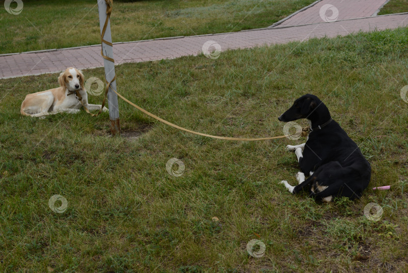 Скачать Собаки породы тазы в Казахстане фотосток Ozero