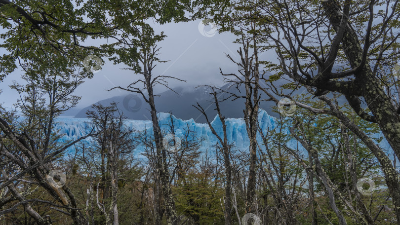 Скачать Голубой ледник Перито-Морено виден сквозь стволы и ветви деревьев. фотосток Ozero
