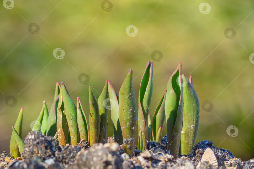 Скачать Новая жизнь первые весенние листья тюльпанов на зеленом фоне. Весенний рост - весной из земли появляются зеленые побеги фотосток Ozero