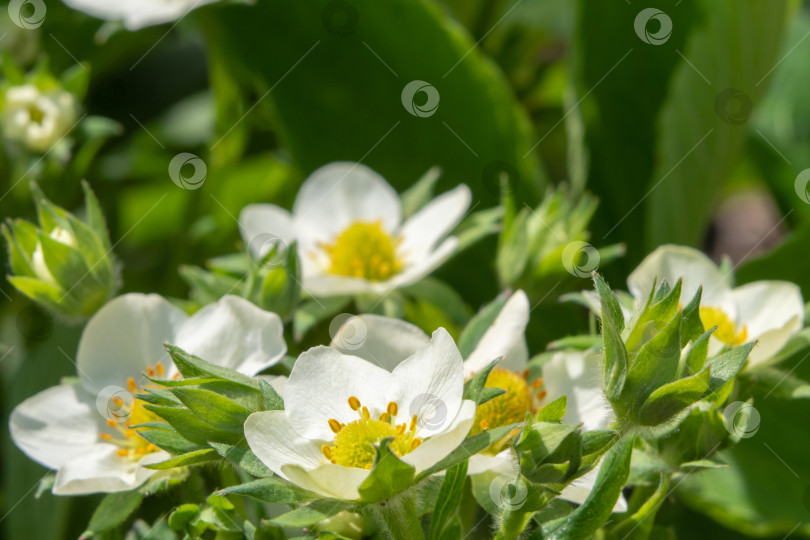 Скачать Макро белые цветы под лучами солнца. Цветущий куст клубники. Фон из весенних цветов фотосток Ozero