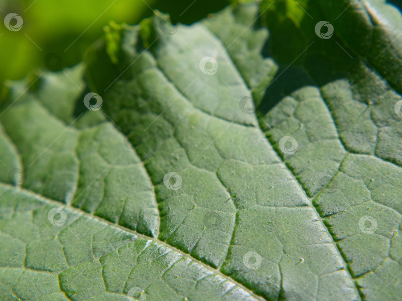 Скачать Макросъемка текстуры поверхности зеленого листа -естественный фон. Фон для макросъемки природы с зеленым листом фотосток Ozero