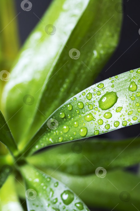 Скачать Капли воды падают на зеленые листья домашнего растения фотосток Ozero