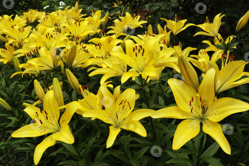 Скачать желтые лилии, цветущие в саду фотосток Ozero