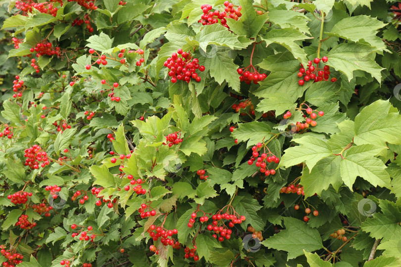 Скачать куст калины с ярко-красными ягодами фотосток Ozero