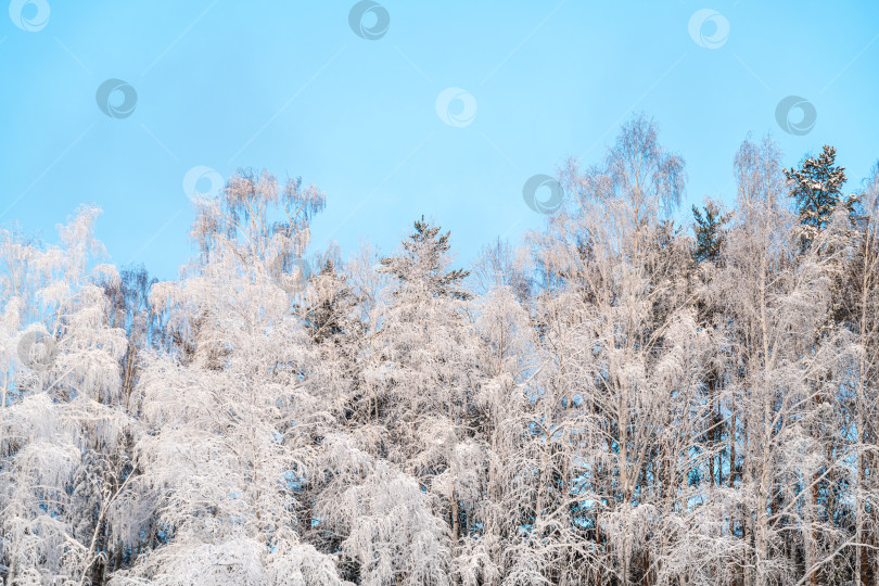 Скачать Зимний природный фон, заснеженные ветви деревьев на фоне голубого неба. Холод, изморозь зимой фотосток Ozero