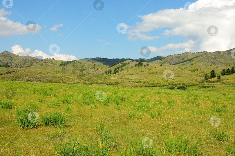 Скачать Поляна с низким редким кустарником у подножия гряды холмов с высокими соснами на склонах. фотосток Ozero