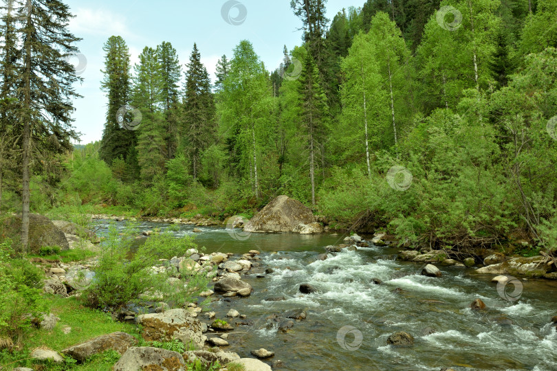 Скачать Небольшая речка бурным потоком течет с гор через утренний сосновый лес. фотосток Ozero
