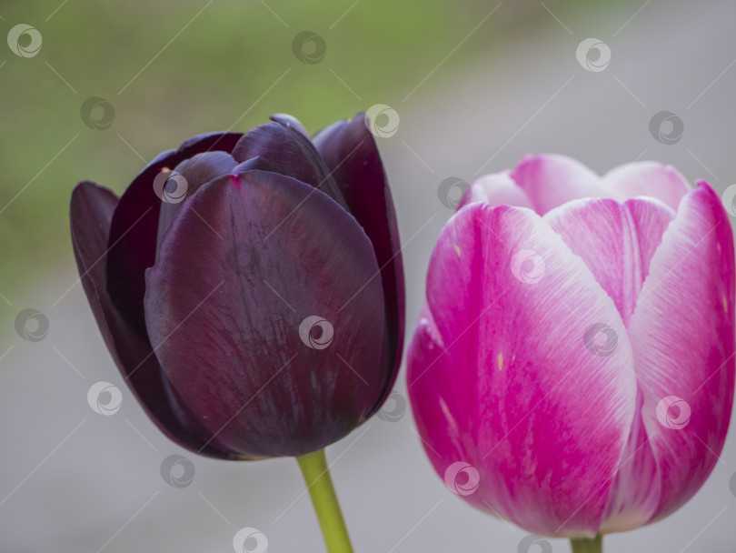 Скачать Фиолетовые и розовые тюльпаны крупным планом фотосток Ozero