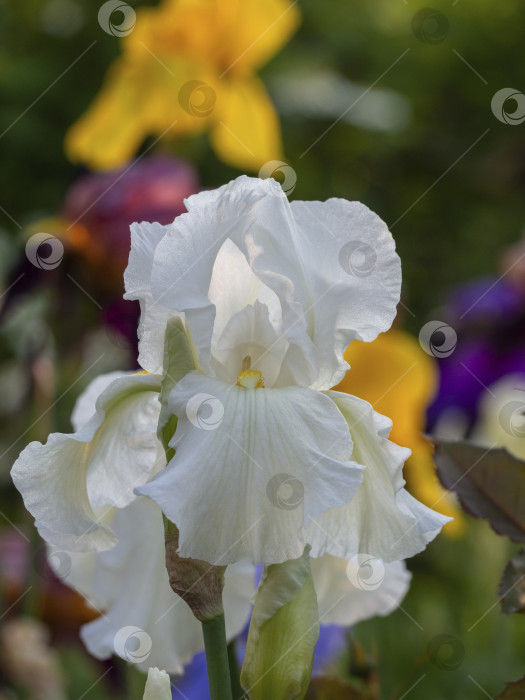 Скачать Белый цветок ириса распускается на фоне цветов. Красивая весенняя поздравительная открытка с цветами фотосток Ozero