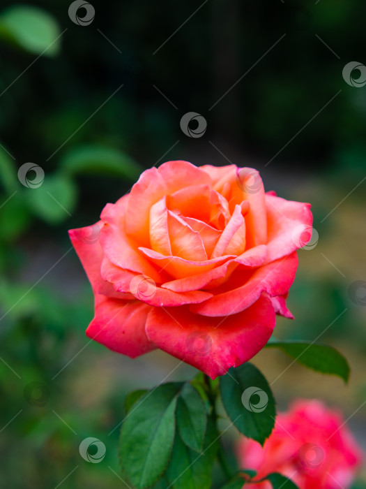 Скачать Красивая розово-оранжевая роза, растущая в саду. Нежный размытый фон, идеально подходящий для создания поздравительных открыток, дизайнов и постов. фотосток Ozero