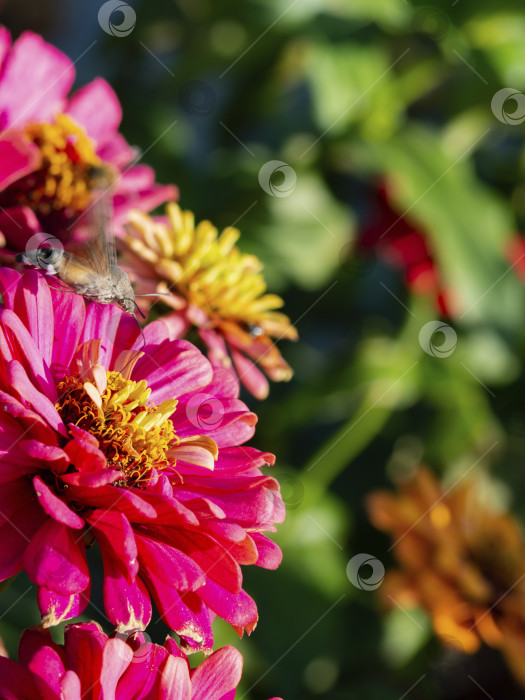 Скачать Бражник (Sphingidae) пьет нектар с красивых цветов циннии на размытом фоне зеленого летнего сада. Ястреб-колибри-бабочка-сфинкс, насекомое, летающее на красно-розовых цветах фотосток Ozero