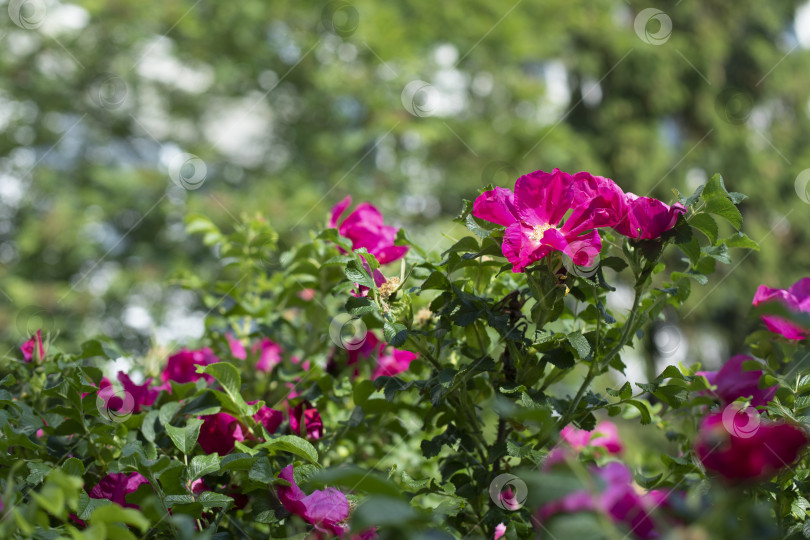 Скачать Розы в парке. Кустовые розы. Детали сада. фотосток Ozero