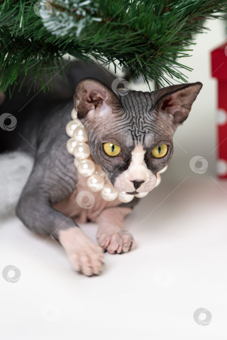 Скачать Кошка-сфинкс с большими желтыми глазами, лежащая под ветвями рождественской елки фотосток Ozero