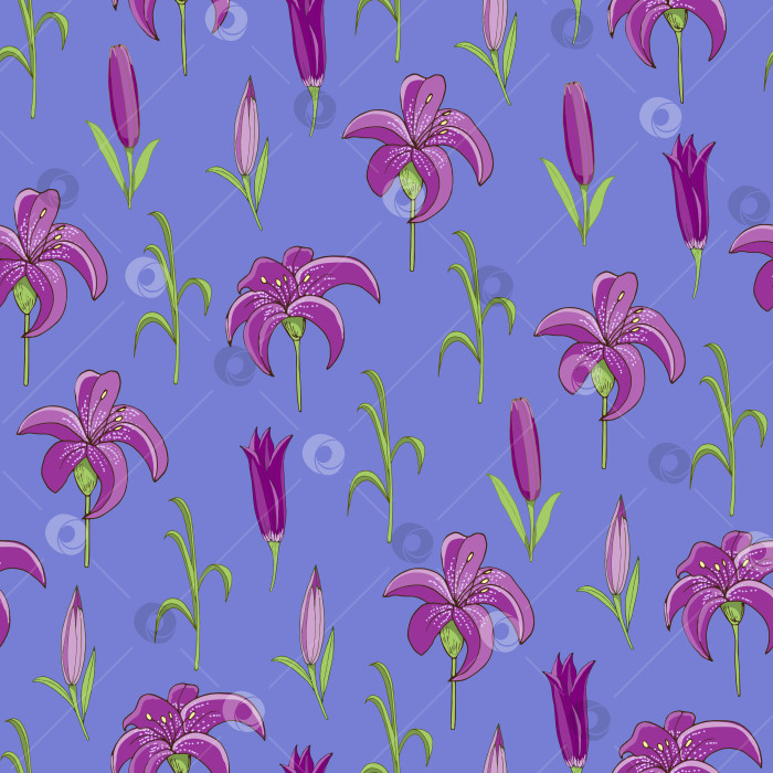 Скачать Фиолетовые лилии на синем фоне. фотосток Ozero