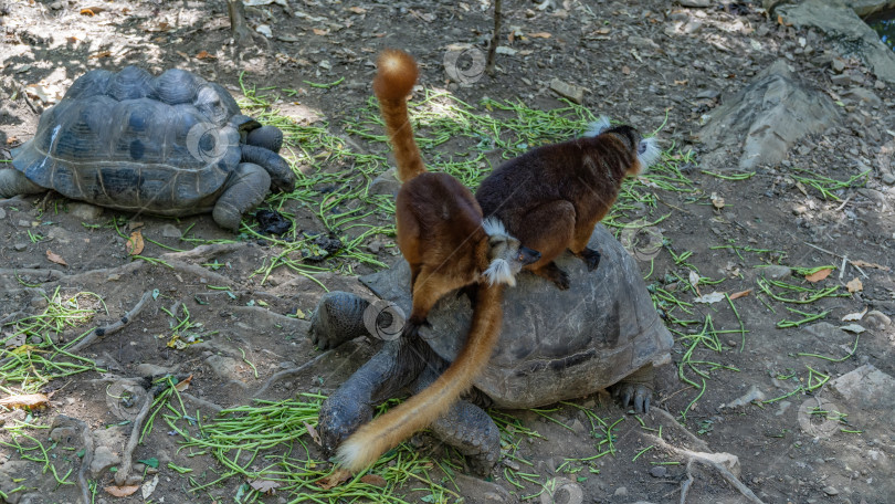 Скачать Две самки лемура Eulemur macaco взгромоздились на большую черепаху. фотосток Ozero
