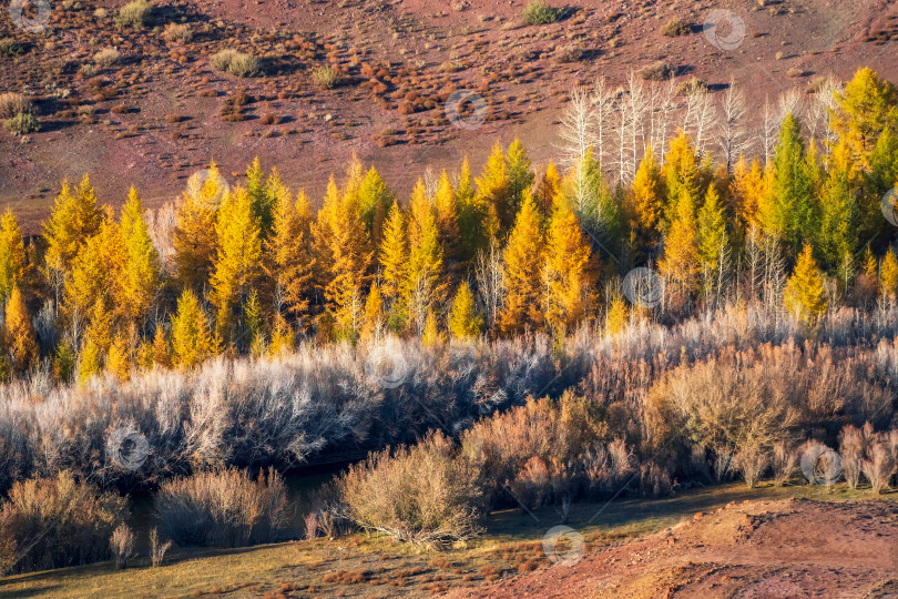 Скачать Солнечный осенний горный лес. лиственничные сосны в их осенних красках. Долина, заполненная разноцветными золотистыми осинами. фотосток Ozero