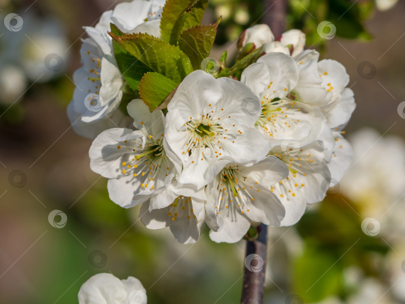 Скачать Макросъемка элегантной белой вишни на ветке в цветущем саду. Весеннее цветение фотосток Ozero