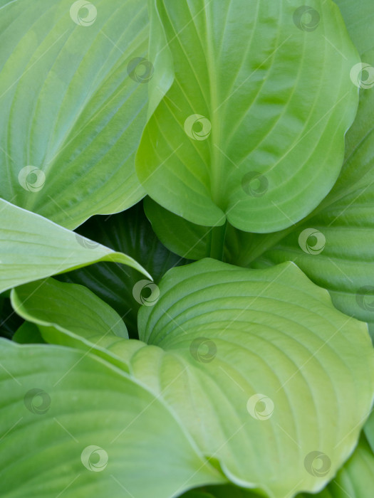 Скачать Абстрактная текстура с зелеными листьями. Крупные зеленые листья естественная природа, избирательный акцент фотосток Ozero