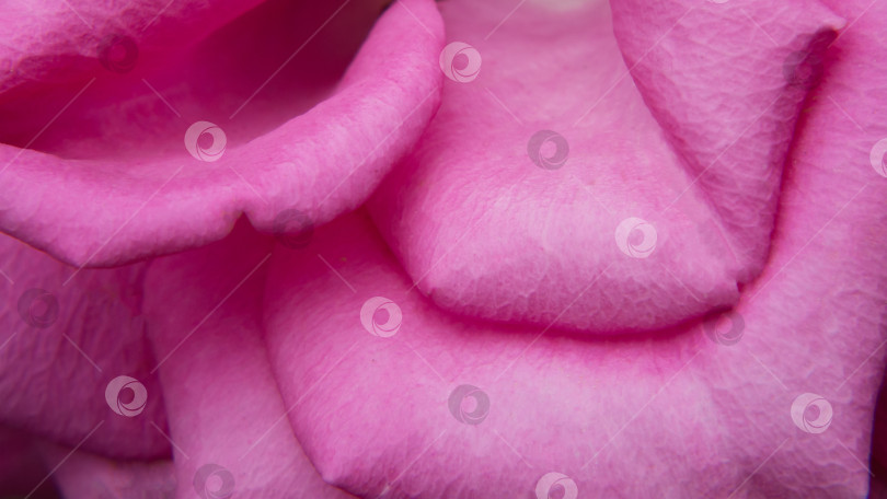 Скачать Крупный план лепестков розовых роз. Мягкий фокус, абстрактный цветочный фон, лепестки розовых роз. Макро-фон цветов для праздничного оформления. Приоткрывшийся бутон сиреневой розы крупным планом фотосток Ozero