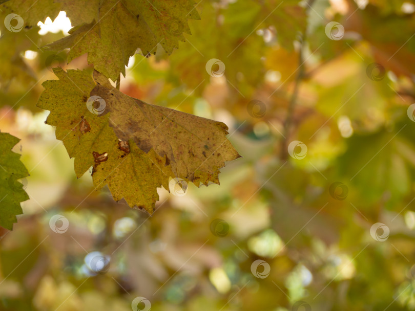Скачать Желтый осенний виноградный лист на переднем плане -осенний естественный фон фотосток Ozero