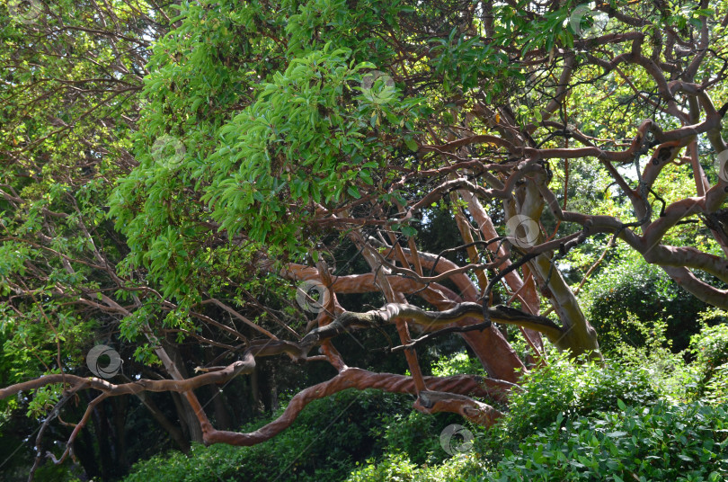 Скачать Земляничные деревья крупноплодные (лат. Arbutus unedo) в Ливадийском парке в Крыму – вечнозеленые деревья с красноватым оттенком, лиственным корнем фотосток Ozero