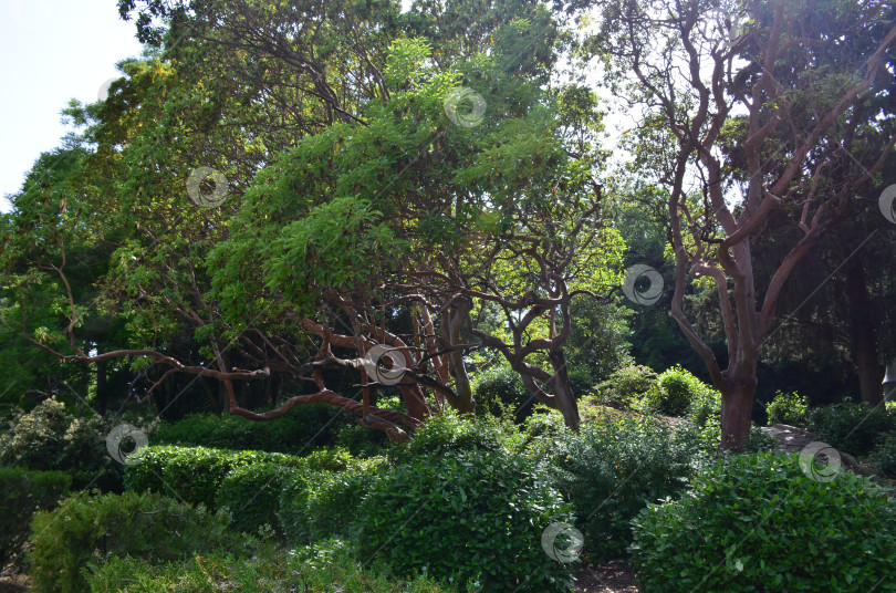 Скачать Земляничные деревья крупноплодные (лат. Arbutus unedo) в Ливадийском парке в Крыму – вечнозеленые деревья с красноватым оттенком, лиственным корнем фотосток Ozero