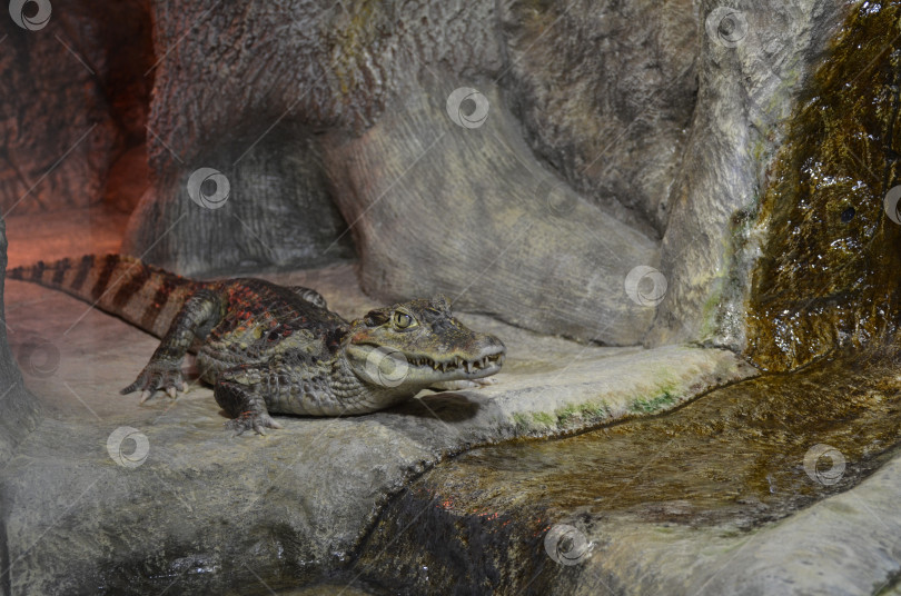 Скачать Ялта, Крым, Россия - 06.19.2016: Крокодил в вольере зоопарка лежит на камне у бассейна фотосток Ozero