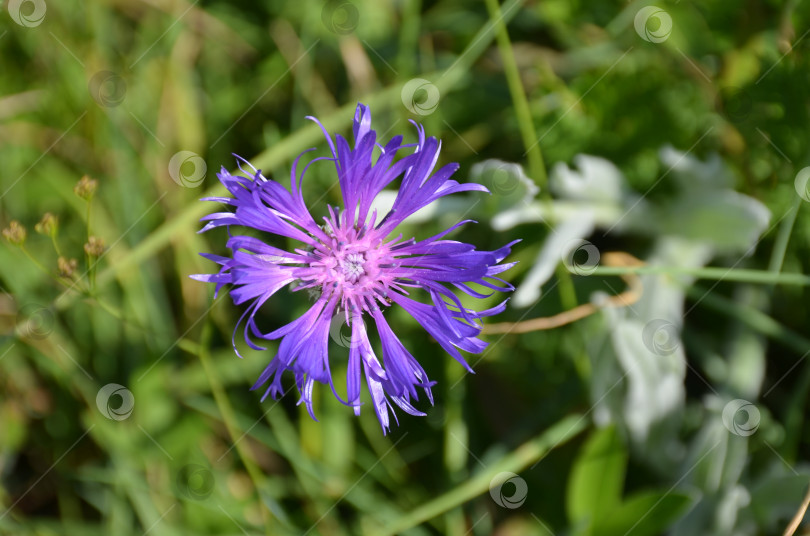 Скачать Василек буроточечный (Centaurea fuscomarginata) – серебристый цветок с крупным планом, прорастает в Крыму фотосток Ozero